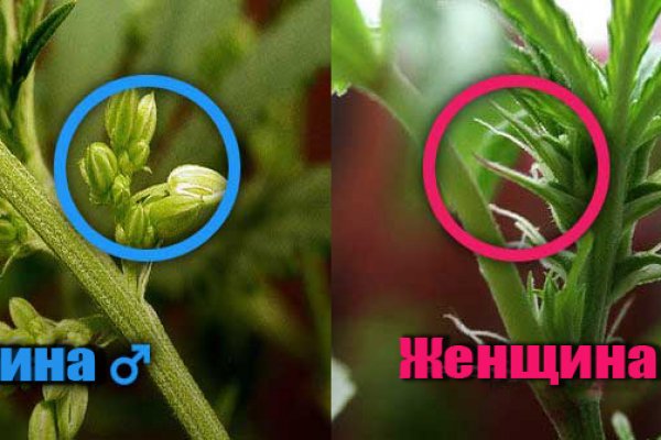 Кракен последние ссылки