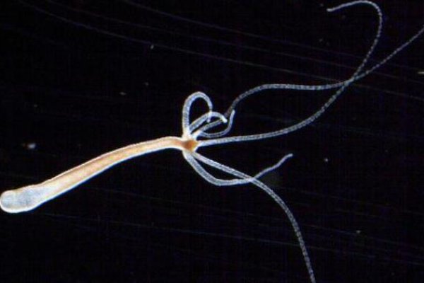 Кракен макет даркнет